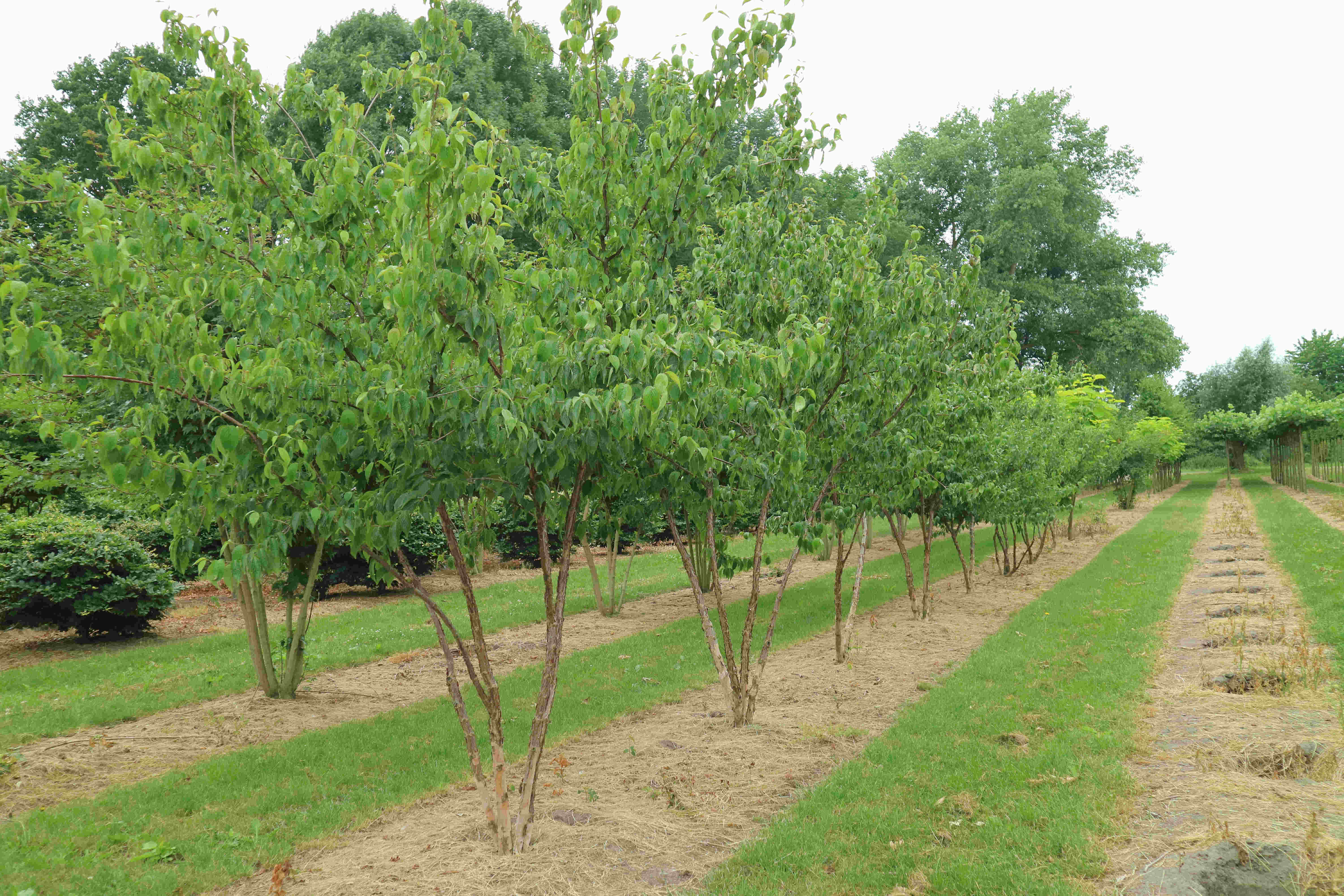 Cornus Officinalis